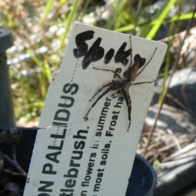 Helpis minitabunda (Threatening jumping spider) at Flea Bog Flat to Emu Creek Corridor - 3 Jan 2023 by JohnGiacon