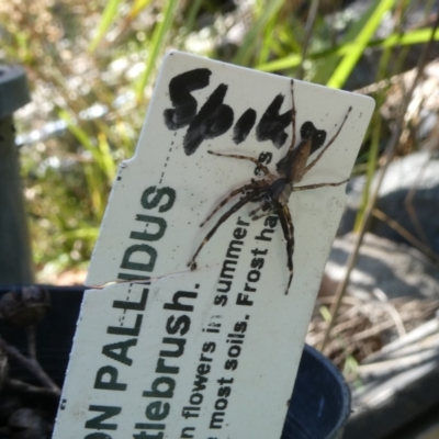 Helpis minitabunda (Threatening jumping spider) at Flea Bog Flat to Emu Creek Corridor - 3 Jan 2023 by jgiacon