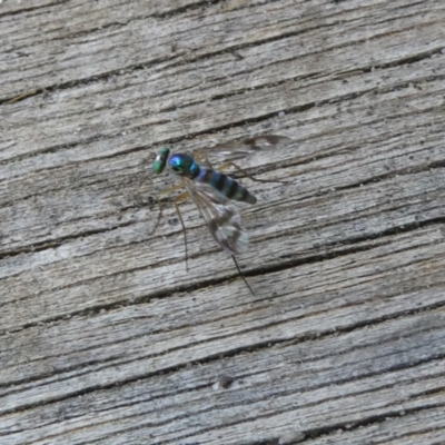 Austrosciapus connexus (Green long-legged fly) at Belconnen, ACT - 3 Jan 2023 by jgiacon