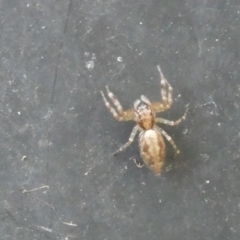 Helpis minitabunda (Threatening jumping spider) at Flea Bog Flat to Emu Creek Corridor - 3 Jan 2023 by JohnGiacon