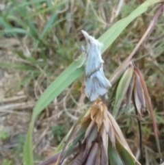 Heliocosma argyroleuca (A tortrix or leafroller moth) at Emu Creek - 3 Jan 2023 by JohnGiacon