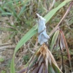 Heliocosma argyroleuca (A tortrix or leafroller moth) at Belconnen, ACT - 3 Jan 2023 by jgiacon