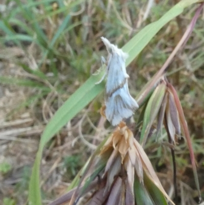 Heliocosma argyroleuca (A tortrix or leafroller moth) at Belconnen, ACT - 3 Jan 2023 by jgiacon