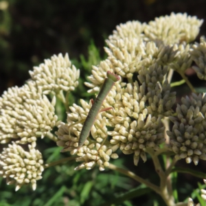 Orthodera ministralis at Kambah, ACT - 3 Jan 2023