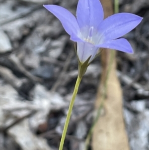 Wahlenbergia stricta subsp. stricta at Burrinjuck, NSW - 31 Dec 2022 03:43 PM