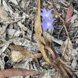 Wahlenbergia stricta subsp. stricta at Burrinjuck, NSW - 31 Dec 2022 03:43 PM