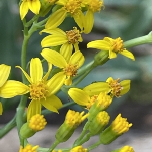 Senecio linearifolius var. intermedius at Burrinjuck, NSW - 31 Dec 2022