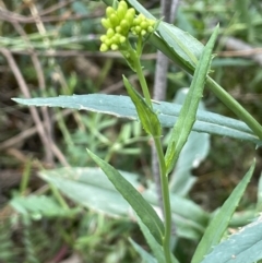 Senecio linearifolius var. intermedius at Burrinjuck, NSW - 31 Dec 2022