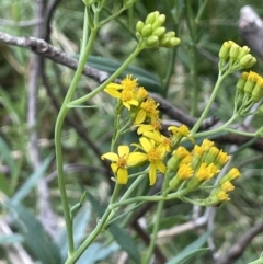 Senecio linearifolius var. intermedius at Burrinjuck, NSW - 31 Dec 2022