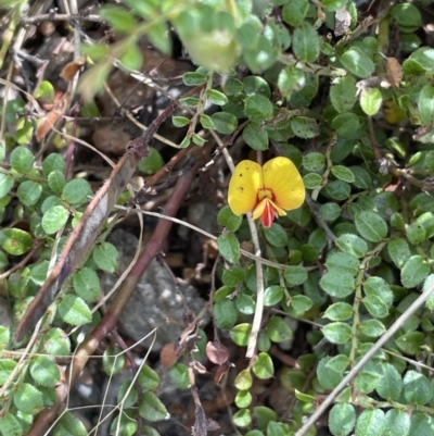 Bossiaea buxifolia (Matted Bossiaea) at Burrinjuck, NSW - 31 Dec 2022 by JaneR