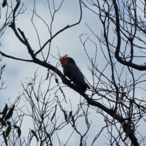 Callocephalon fimbriatum at Captains Flat, NSW - 1 Jan 2023