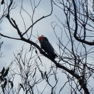 Callocephalon fimbriatum (Gang-gang Cockatoo) at Captains Flat, NSW - 1 Jan 2023 by Csteele4