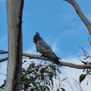 Callocephalon fimbriatum at Captains Flat, NSW - 1 Jan 2023