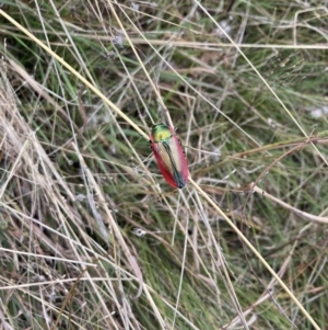 Temognatha limbata at Williamsdale, NSW - suppressed