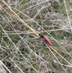 Temognatha limbata at Williamsdale, NSW - suppressed