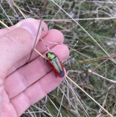 Temognatha limbata at Williamsdale, NSW - suppressed