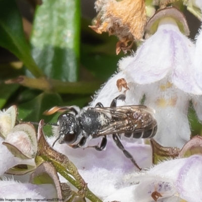 Megachile sp. (several subgenera) (Resin Bees) at ANBG - 3 Jan 2023 by Roger