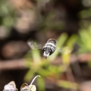 Megachile sp. (several subgenera) at Acton, ACT - 3 Jan 2023 11:25 AM