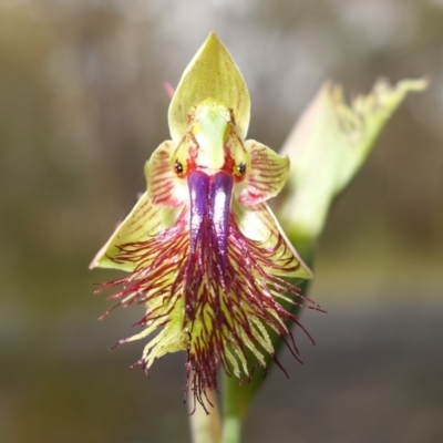 Calochilus campestris (Copper Beard Orchid) at Tianjara, NSW - 3 Nov 2022 by RobG1