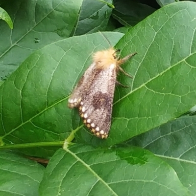 Epicoma contristis (Yellow-spotted Epicoma Moth) at Hawker, ACT - 3 Jan 2023 by sangio7