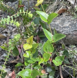 Platylobium montanum subsp. montanum at Burrinjuck, NSW - 31 Dec 2022 03:58 PM