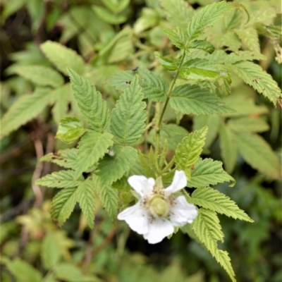 Rubus rosifolius (Rose-leaf Bramble) at Jamberoo, NSW - 4 Jan 2023 by plants