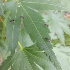 Parapalaeosepsis plebeia (Ant fly) at Theodore, ACT - 1 Jan 2023 by Pahju