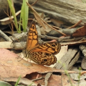 Geitoneura acantha at Tallong, NSW - 1 Jan 2023