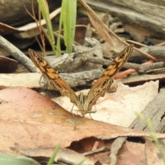 Geitoneura acantha at Tallong, NSW - 1 Jan 2023