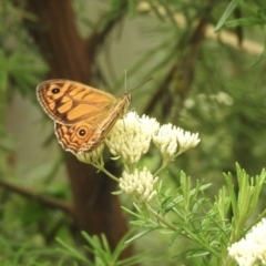 Geitoneura acantha at Tallong, NSW - 1 Jan 2023