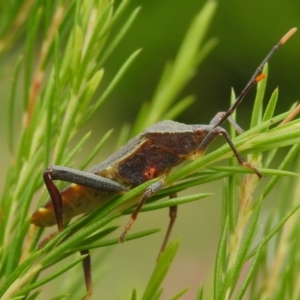 Amorbus sp. (genus) at Wanniassa, ACT - 4 Jan 2023 12:34 PM