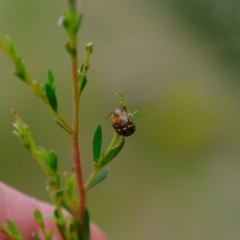 Paropsis pictipennis at Molonglo Valley, ACT - 4 Jan 2023