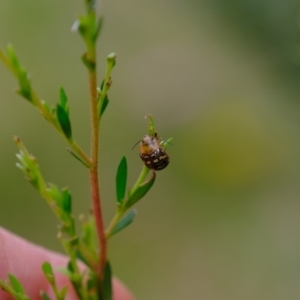 Paropsis pictipennis at Molonglo Valley, ACT - 4 Jan 2023