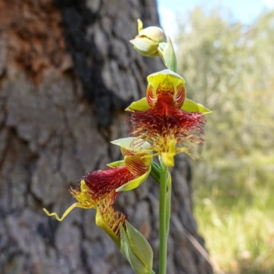 Calochilus pulchellus (Pretty Beard Orchid) at Vincentia, NSW - 3 Nov 2022 by RobG1
