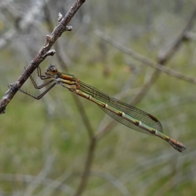 Austrolestes cingulatus (Metallic Ringtail) at Vincentia, NSW - 4 Nov 2022 by RobG1