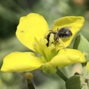 Halictidae (family) at Dunlop, ACT - 4 Jan 2023