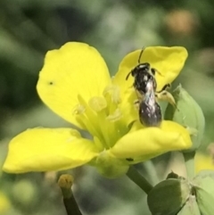 Halictidae (family) at Dunlop, ACT - 4 Jan 2023