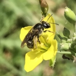 Lasioglossum (Chilalictus) sp. (genus & subgenus) at Dunlop, ACT - 4 Jan 2023