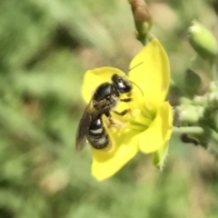 Lasioglossum (Chilalictus) sp. (genus & subgenus) at Dunlop, ACT - 4 Jan 2023