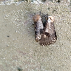 Epicoma contristis at Wanniassa, ACT - 4 Jan 2023 02:24 PM