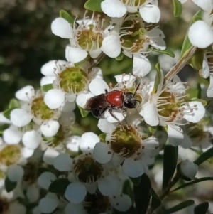 Euryglossa ephippiata at Holder, ACT - 11 Dec 2022