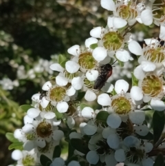 Euryglossa ephippiata at Holder, ACT - 11 Dec 2022