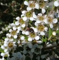 Euryglossa ephippiata at Holder, ACT - 11 Dec 2022