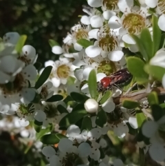 Euryglossa ephippiata at Holder, ACT - 11 Dec 2022