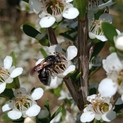 Euryglossa ephippiata (Saddleback Euryglossine Bee) at Holder, ACT - 10 Dec 2022 by Miranda