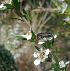 Euryglossa ephippiata at Holder, ACT - 11 Dec 2022 10:52 AM