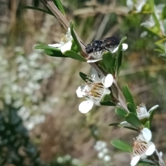 Euryglossa ephippiata at Holder, ACT - 11 Dec 2022 10:52 AM