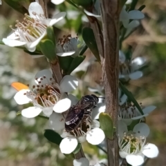 Euryglossa ephippiata at Holder, ACT - 11 Dec 2022 10:52 AM