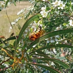 Catocheilus sp. (genus) (Smooth flower wasp) at Holder, ACT - 11 Dec 2022 by Miranda