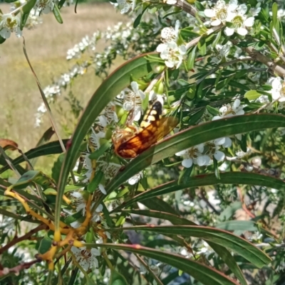 Catocheilus sp. (genus) (Smooth flower wasp) at Holder, ACT - 11 Dec 2022 by Miranda